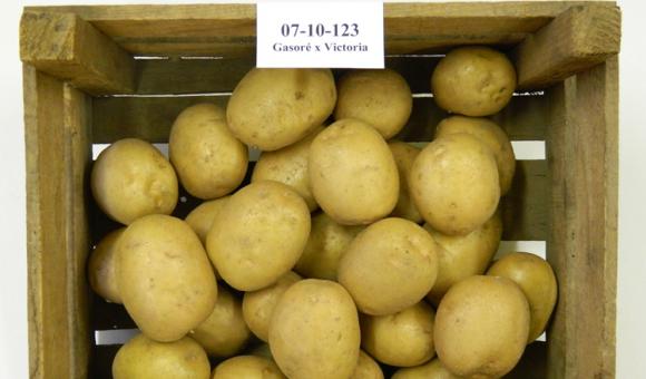 The Louisa potato comes from the crossbreed of the Gasoré and the Victoria.
