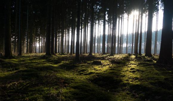 Forêt du Sud de Wallonie, en province de Luxembourg, à la frontière entre l'Ardenne et la Lorraine belge