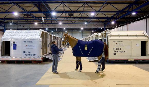 Chaque année, plus de 3.000 chevaux transitent par Liege Airport.
