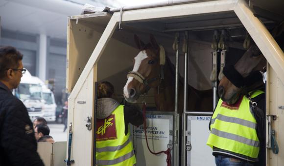 L'aéroport de Liège est spécialisé dans le transport des chevaux.
