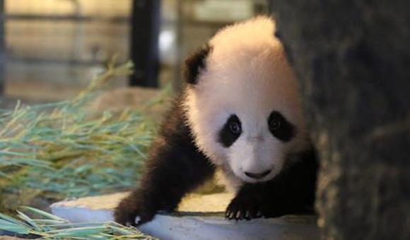 Pairi Daiza a aussi remporté le prix de la plus belle naissance grâce à l'arrivée du bébé panda Tian Bao. 