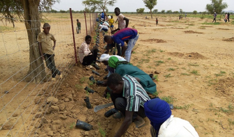 Plantation d'une haie vive dans la province du soum (c) APEFE