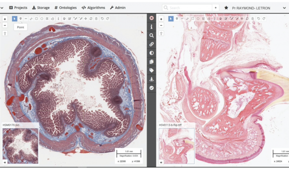 Cytomine's virtual microscope at the service of future French veterinarians