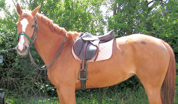 Une selle à cheval … thérapeutique