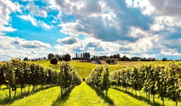 Le Domaine viticole de Glabais, près de Genappe © Domaine viticole de Glabais