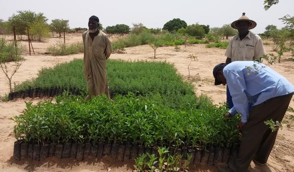 15 Pépinière de Bonkounkou Issiaka à Tidiallé (Tongomayel 26-06-18)