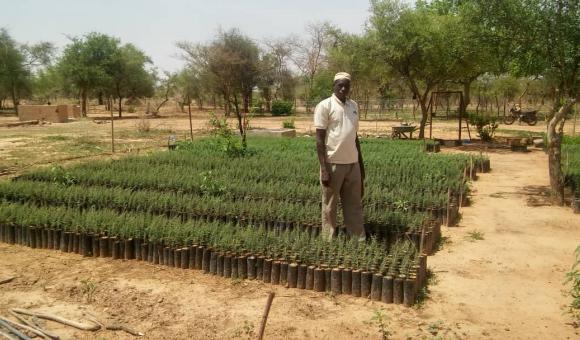 Salif OUEDRAOGO tree nursery at Niamanga (Pobé Mengao) at the end of June 2019