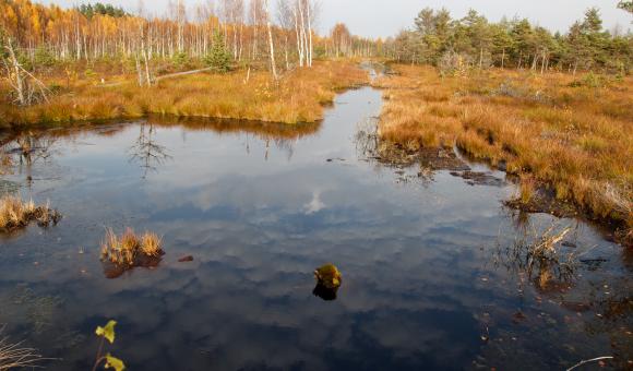 Fagnes de Malchamps