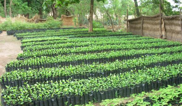 Great Green Wall - nursery