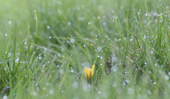 La photo montre des gouttes d'eau en suspension au bout d'herbe comme si la vie renaissait ou naissait. Photo brute magnifique.