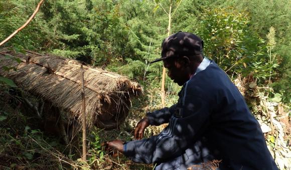 Ruche traditionnelle au Congo RDC - Sud Kivu