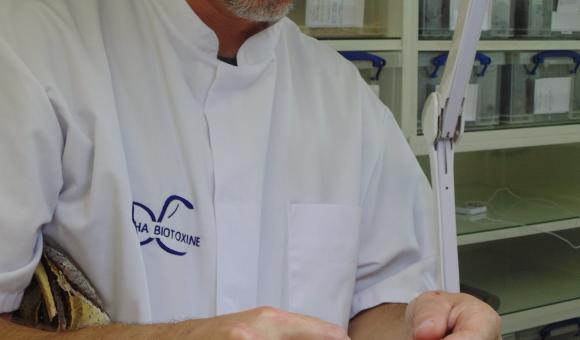 Traite sur scorpion (Heterometrus cyaneus) – Indonésie (c) C. Vanbellingen – Alphabiotoxine Laboratory