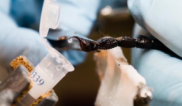Traite sur scorpion (Heterometrus cyaneus) – Indonésie (c) C. Vanbellingen – Alphabiotoxine Laboratory