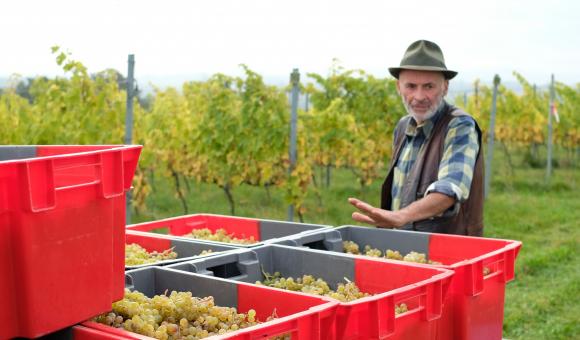 Vendanges à la Coopérative Vin de Liège