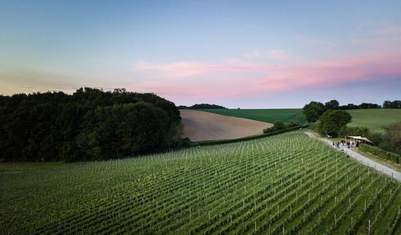 Le vignoble du Château de Bousval