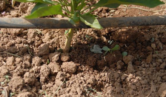 Le système du "goutte-à-goutte" 