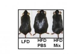 A gauche, une souris nourrie normalement; au milieu, une souris gavée avec des aliments très riches; à droite, une souris gavée également mais recevant le probiotique. - © Vésale Pharma