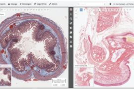 Cytomine's virtual microscope at the service of future French veterinarians 