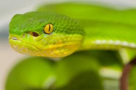 Bamboo pit viper (Trmeresurus albolabris) - Thailand (c) C. Vanbellingen - Alphabiotoxine Laboratory