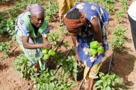 The irrigation sites "drop by drop" used to grow tomatoes and peppers, as well as garlic, onions, eggplants, cucumbers...